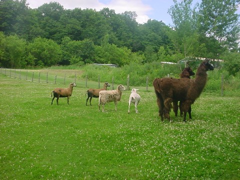 Cooper's Ark Farm