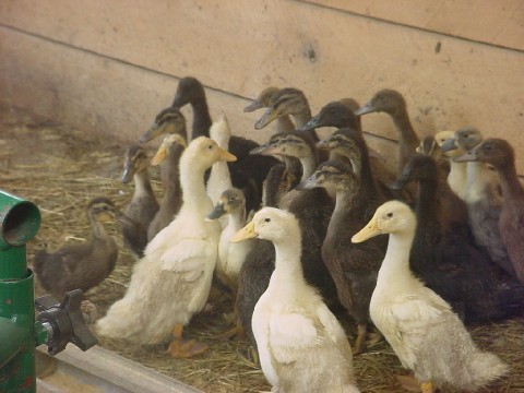 Cooper's Ark Farm
