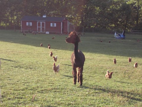 Cooper's Ark Farm